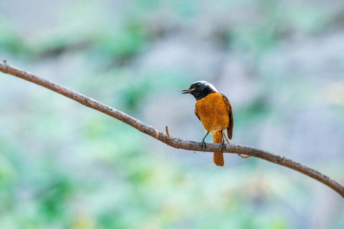 北红尾鸲（十九）