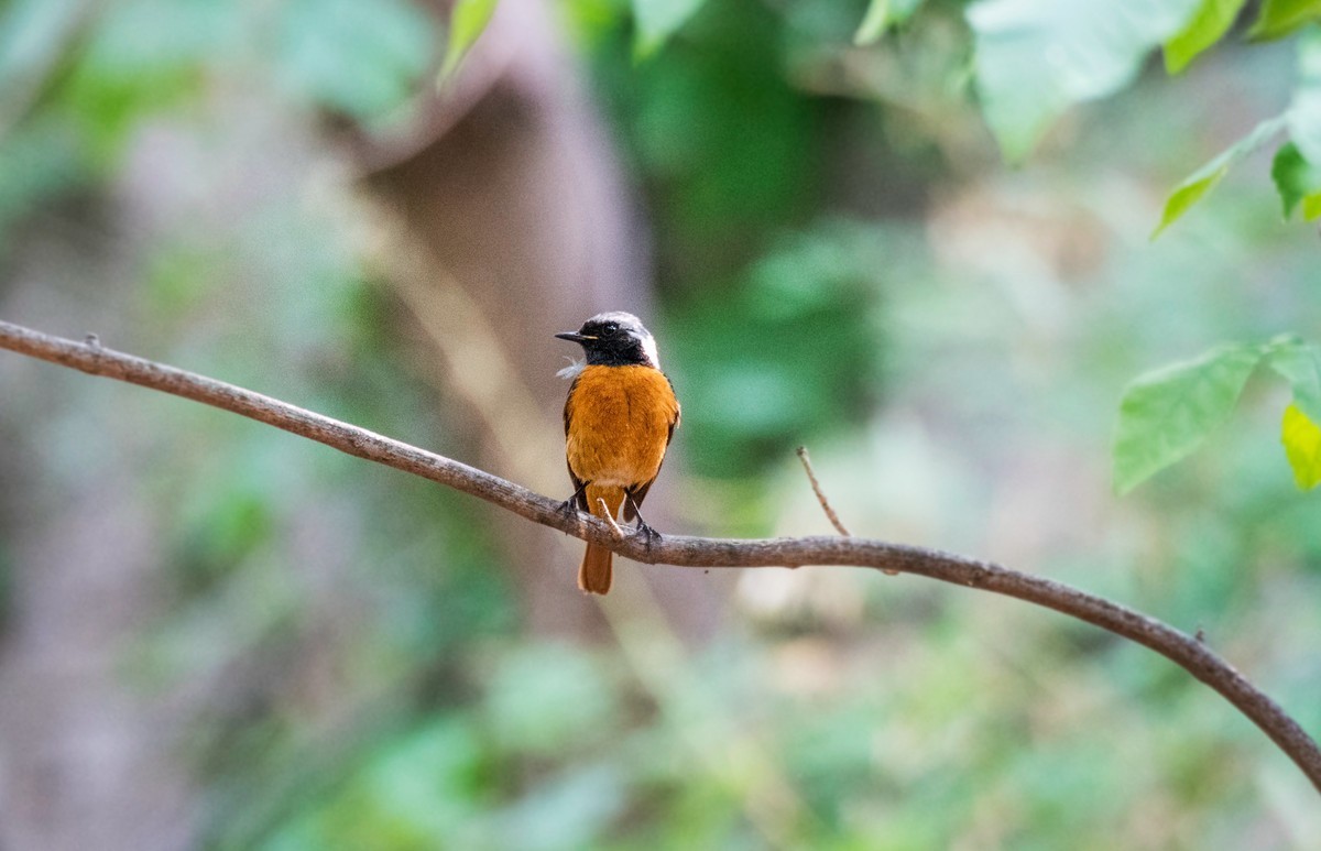 北红尾鸲（十九）