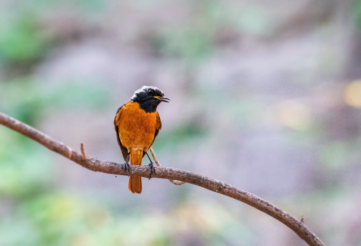 北红尾鸲（十九）