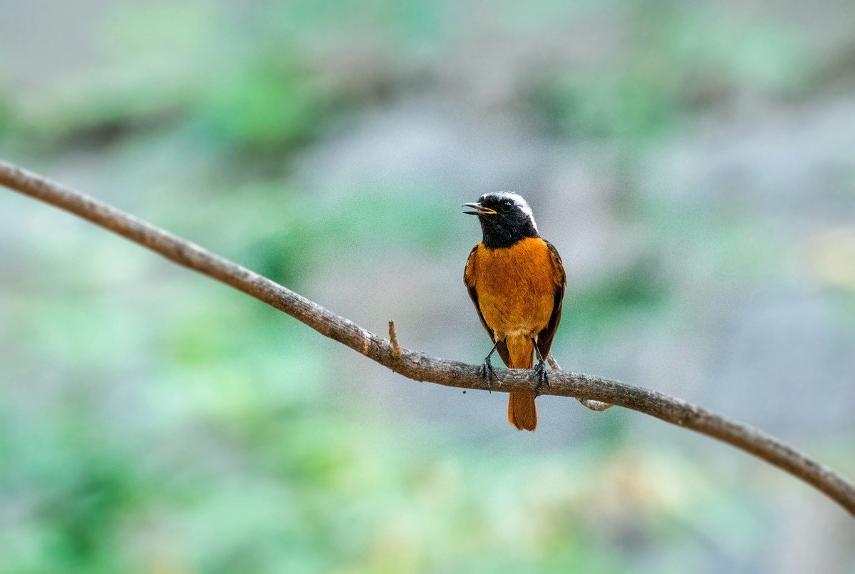 北红尾鸲（十九）