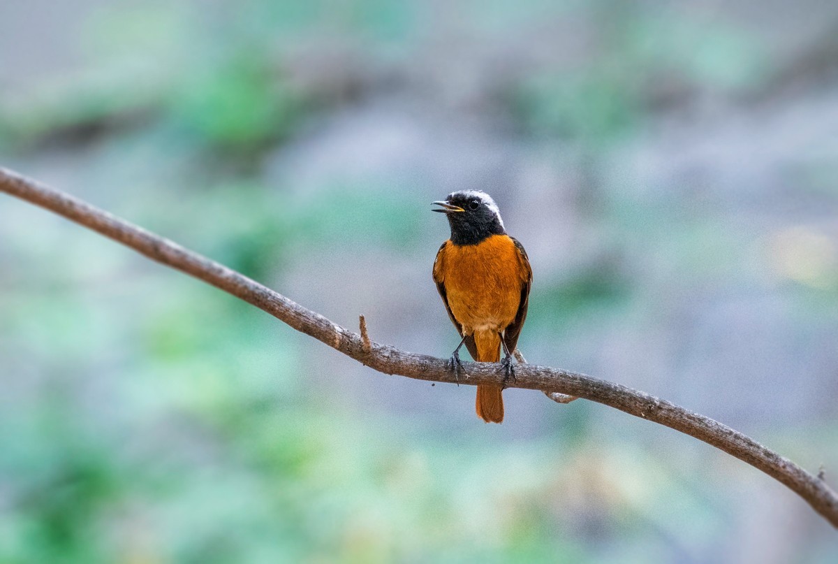 北红尾鸲（十九）