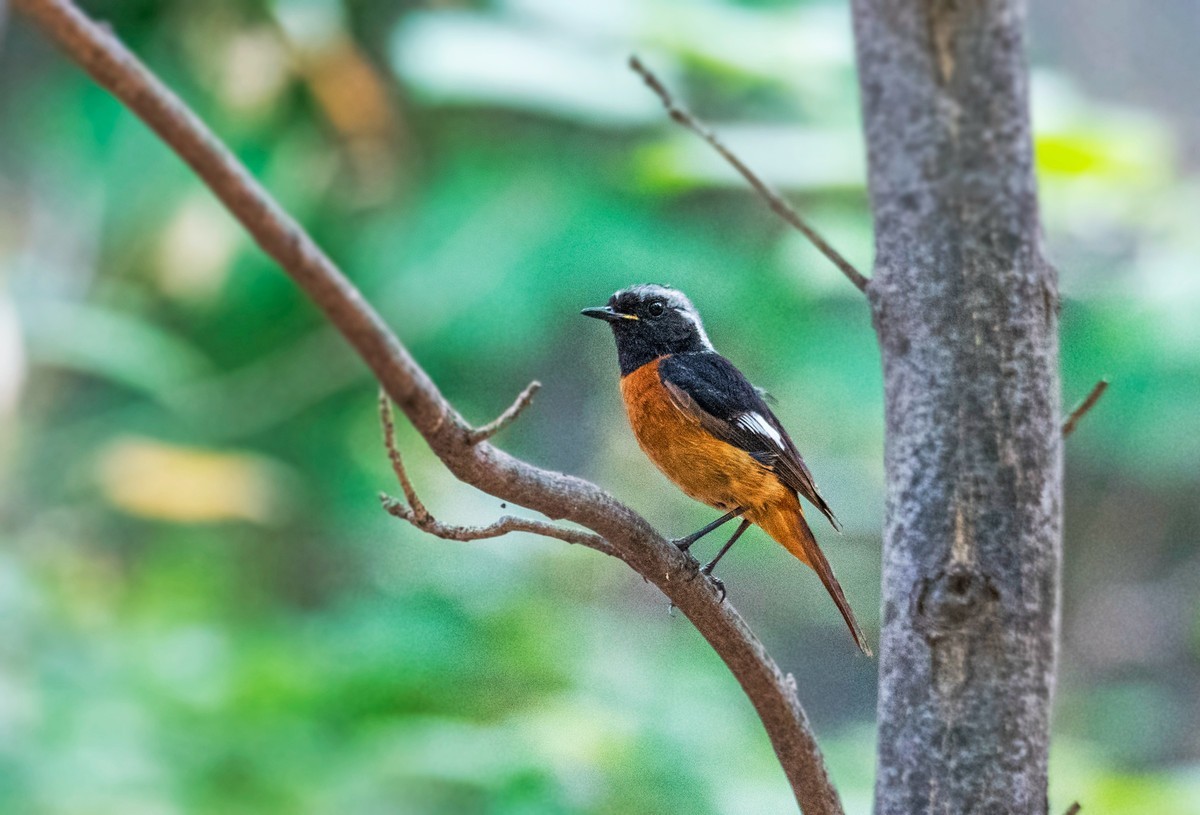 北红尾鸲（十九）