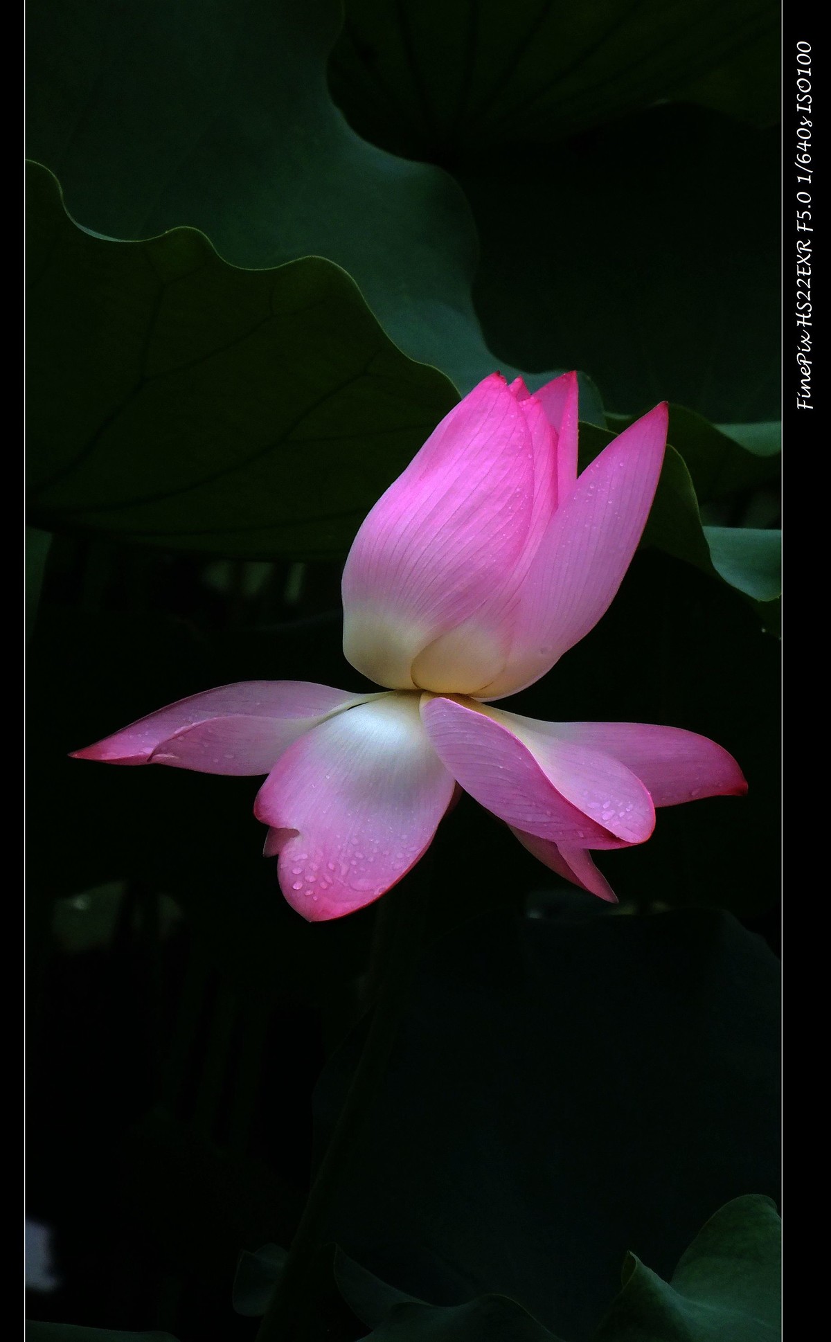 荷花(28)