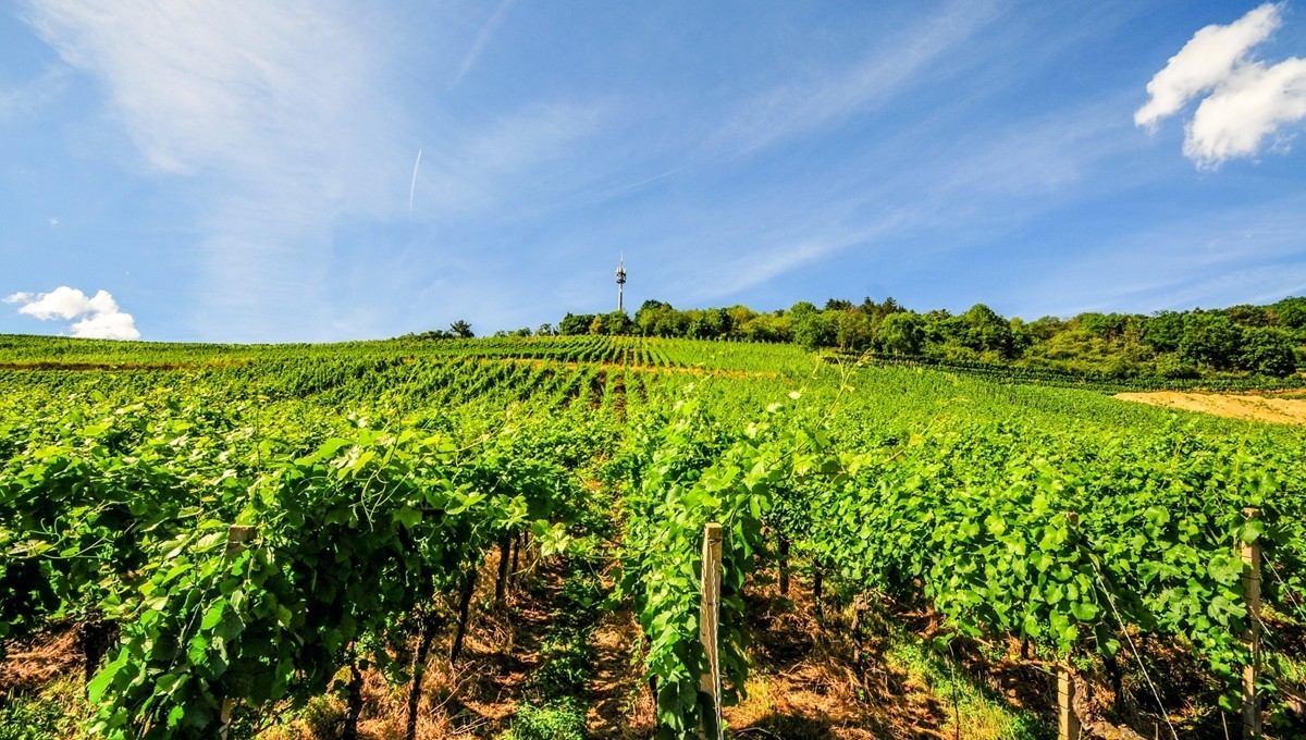 葡萄山记（残幅超广光效）