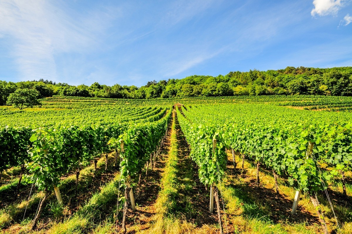 葡萄山记（残幅超广光效）