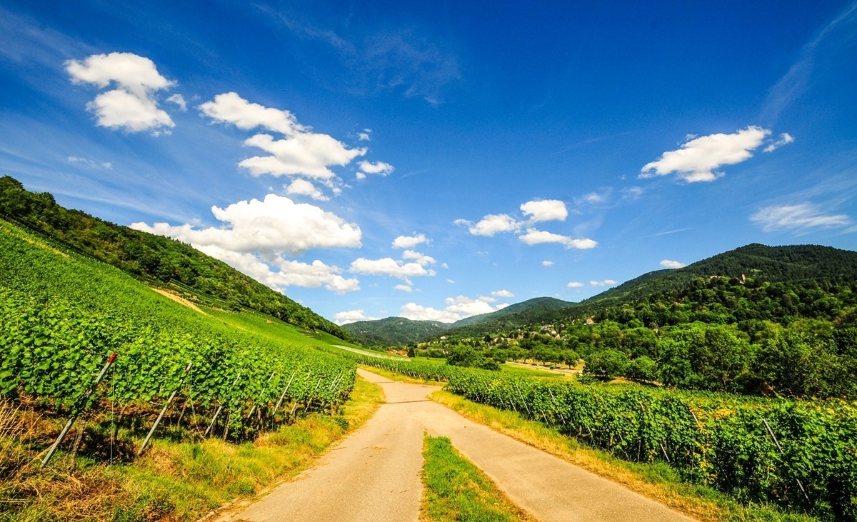 葡萄山记（残幅超广光效）