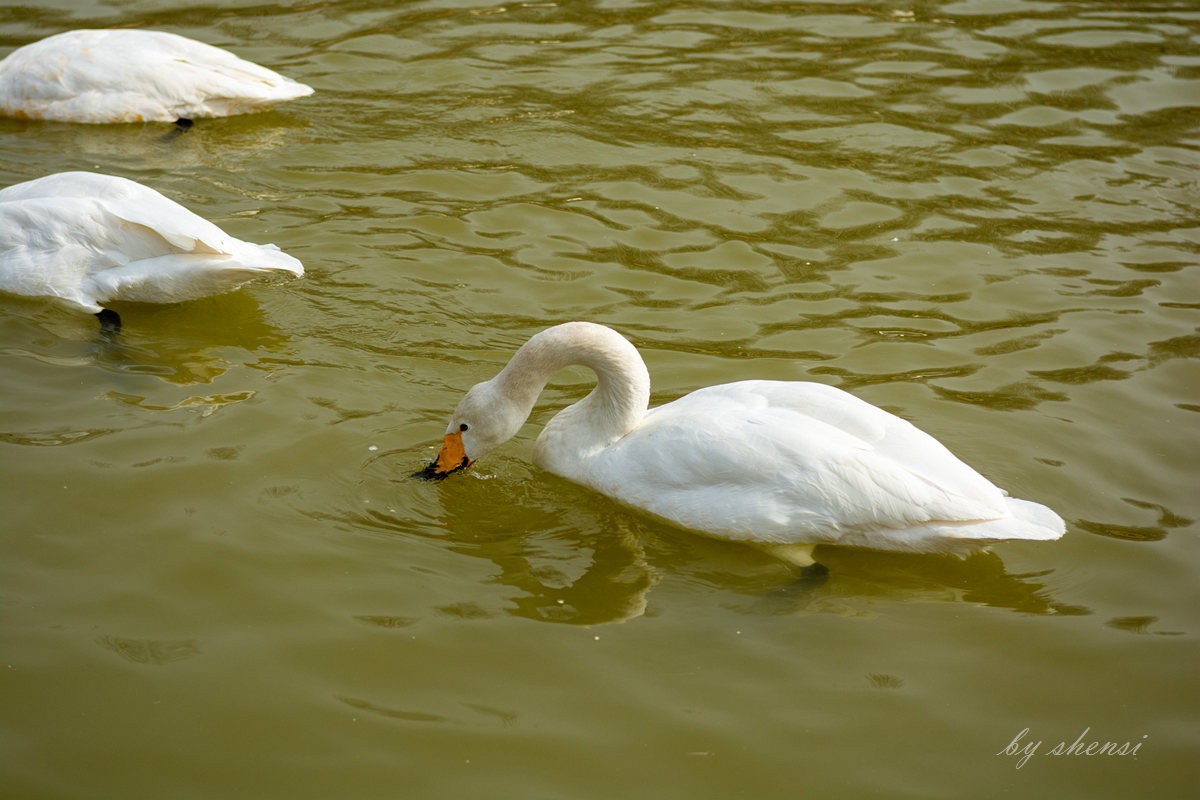 三门峡天鹅湖【下】