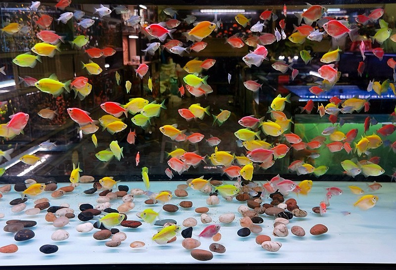 《不老松：纪实摄影》手机拍杨柳青花卉「魚片」 (19)