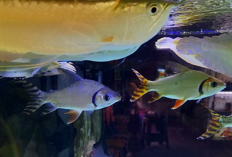 《不老松：纪实摄影》手机拍杨柳青花卉「魚片」 (19)