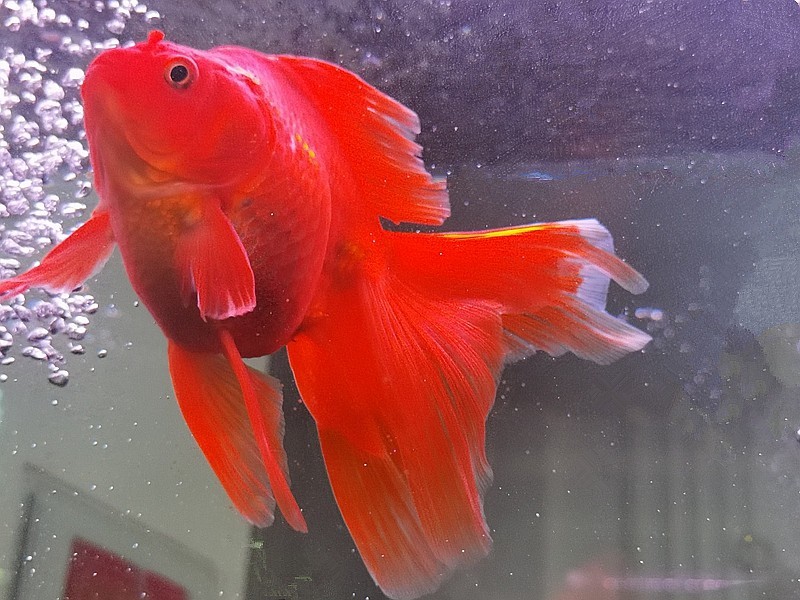 《不老松：纪实摄影》手机拍杨柳青花卉「魚片」 (19)