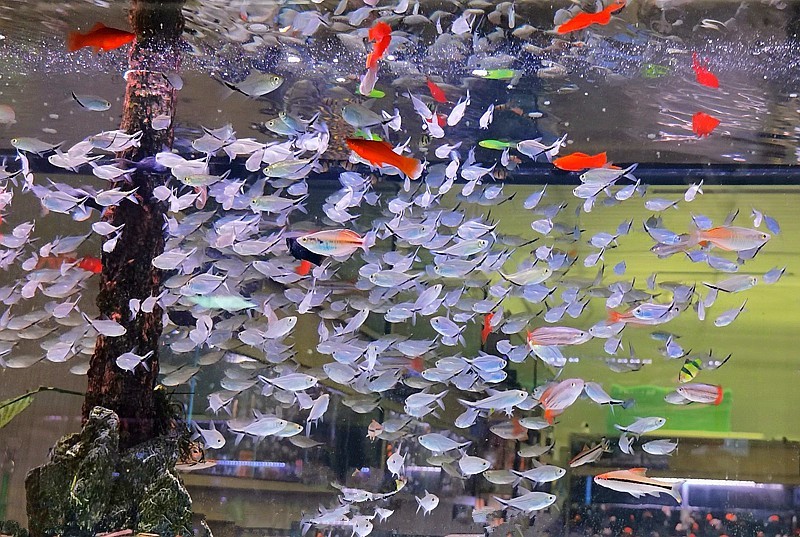 《不老松：纪实摄影》手机拍杨柳青花卉「魚片」 (19)