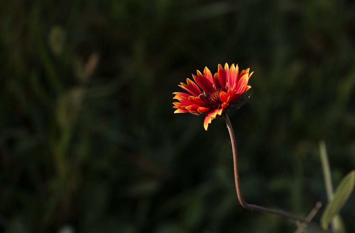 天人菊