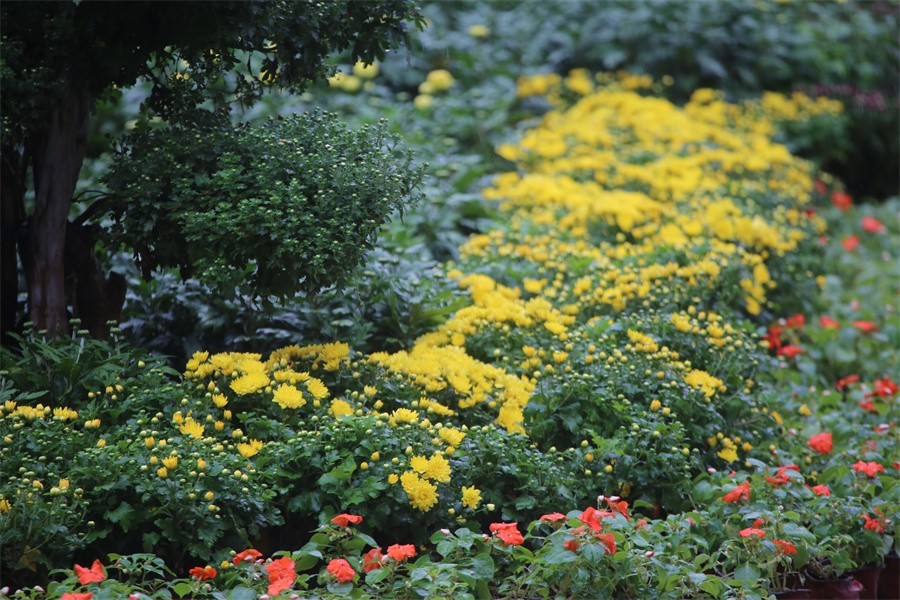 洛阳秋雨赏菊花百姓入镜来