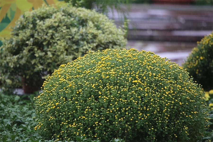 洛阳秋雨赏菊花百姓入镜来
