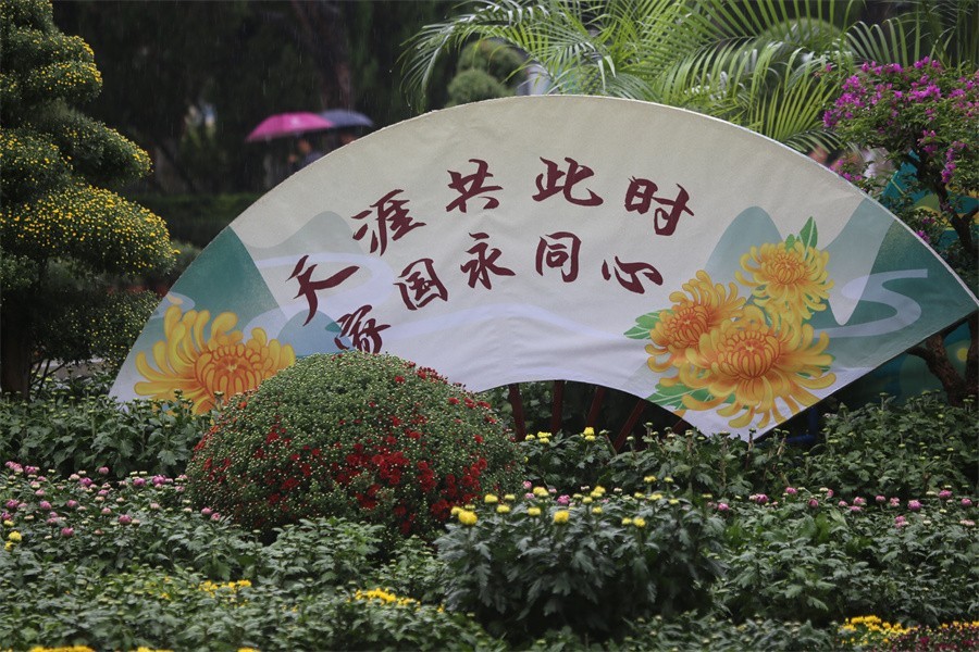 洛阳秋雨赏菊花百姓入镜来