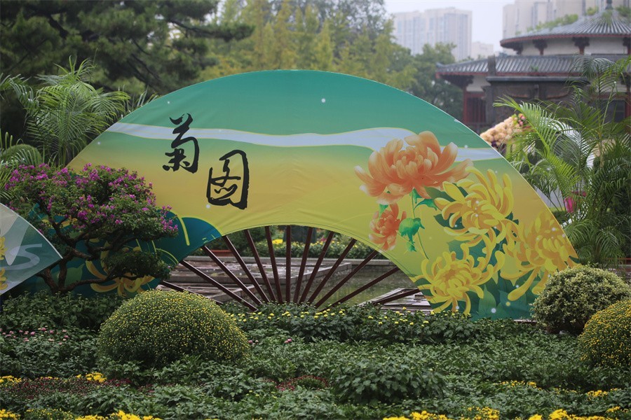 洛阳秋雨赏菊花百姓入镜来