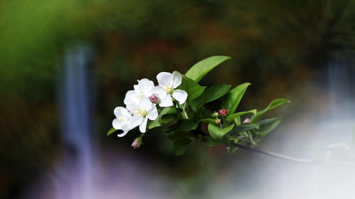 春暖三月海棠花开