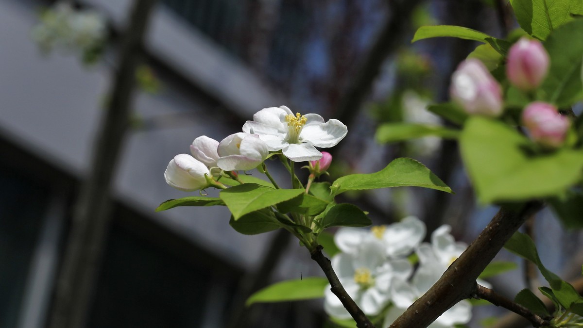 春暖三月海棠花开