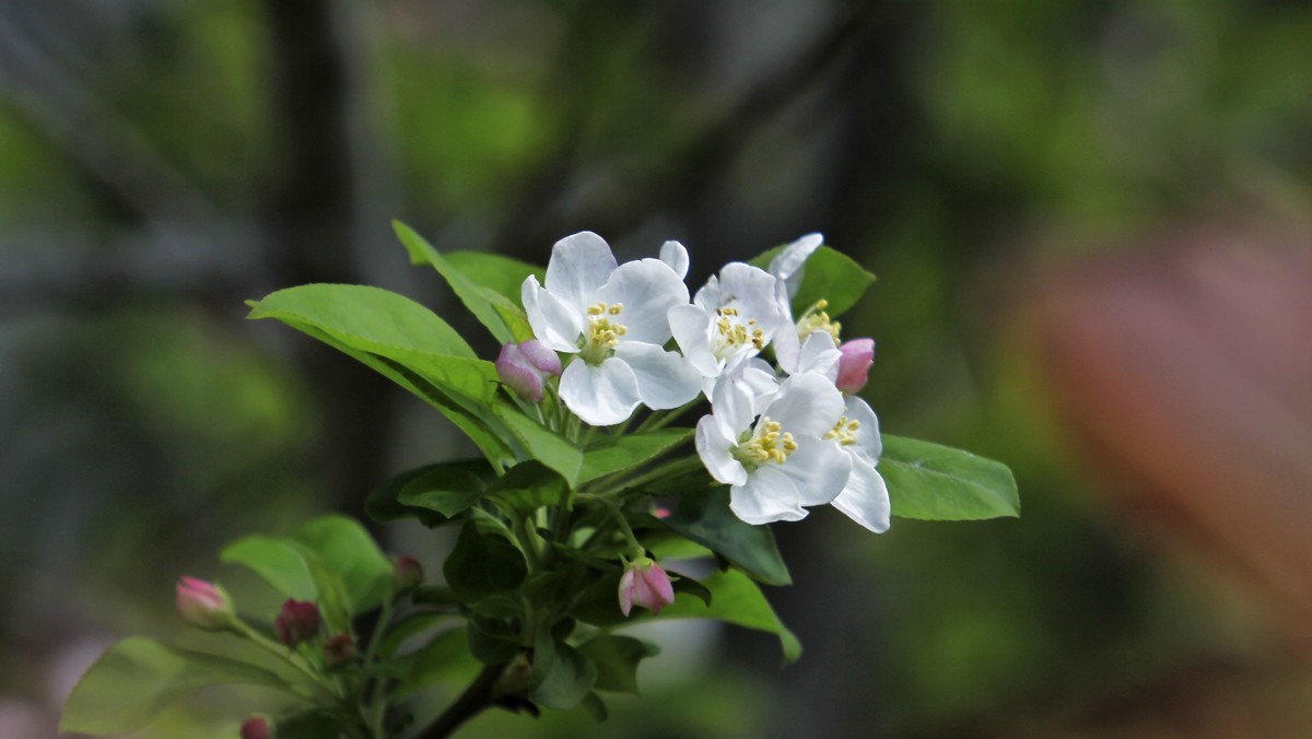 春暖三月海棠花开