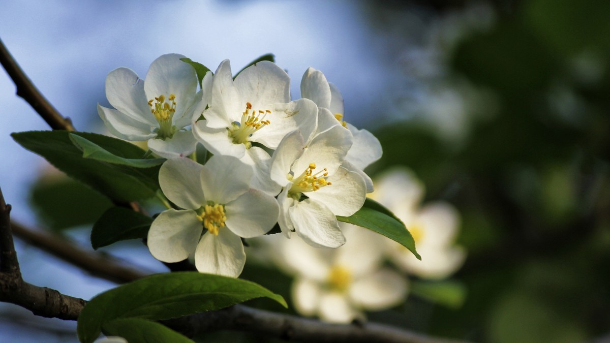 春暖三月海棠花开