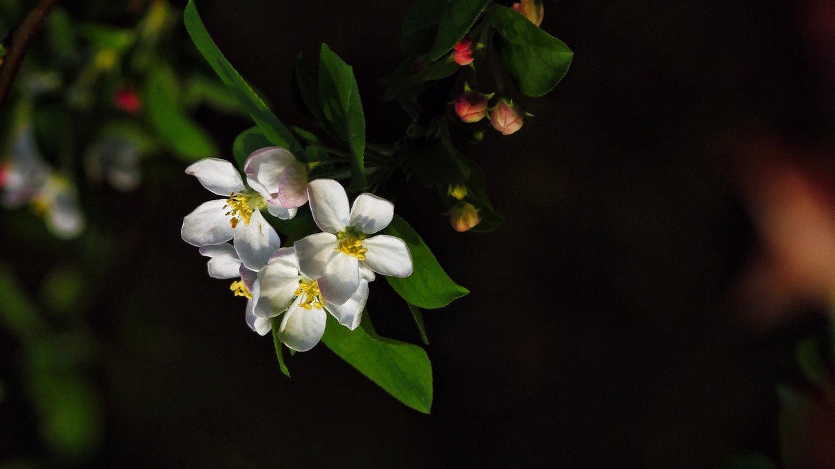 春暖三月海棠花开