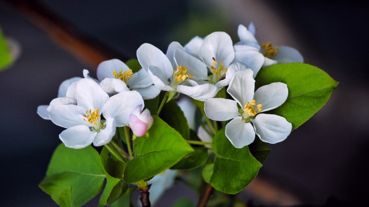 春暖三月海棠花开