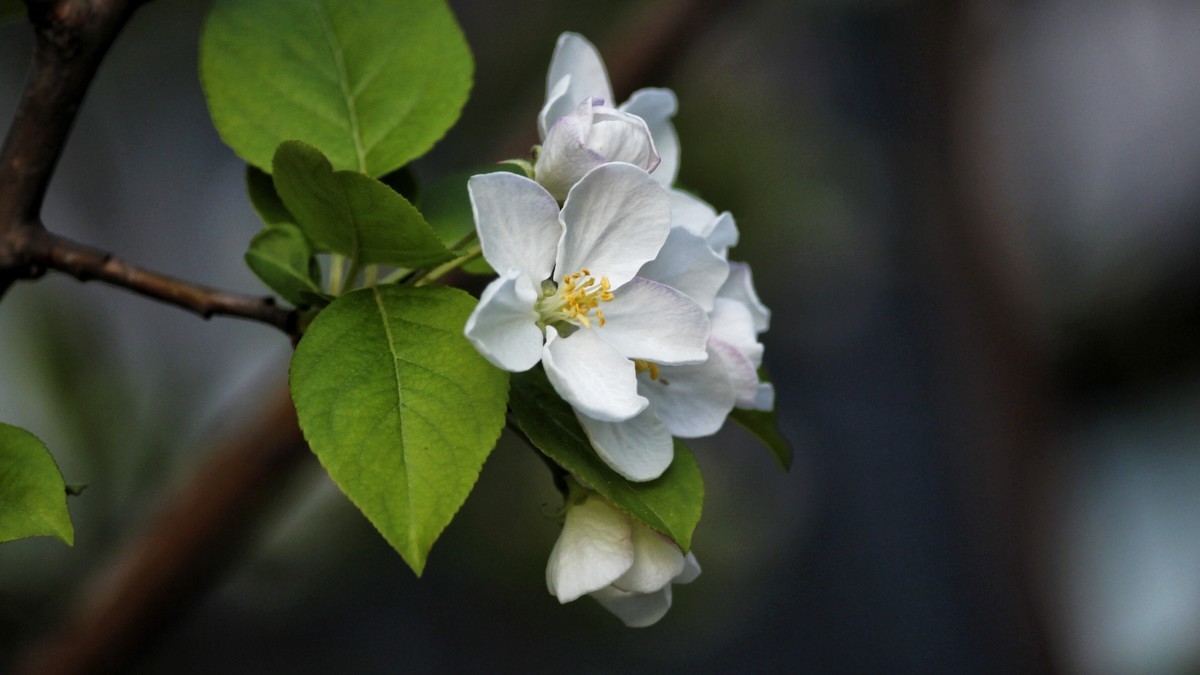春暖三月海棠花开