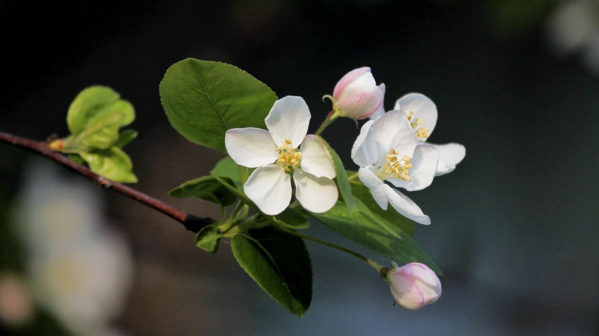 春暖三月海棠花开