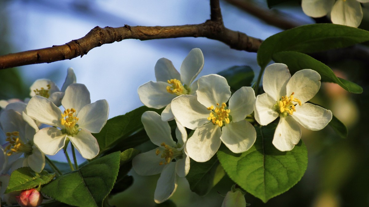 春暖三月海棠花开