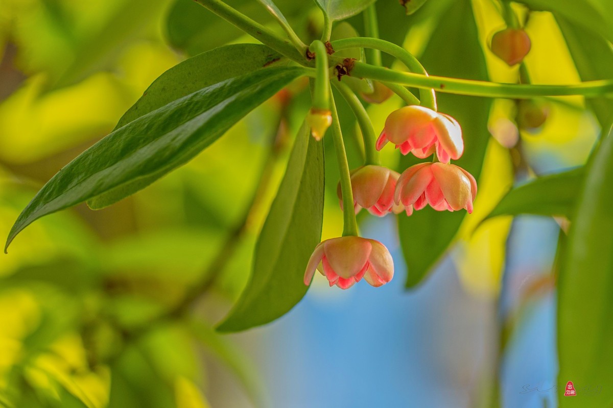 珍稀名木——孩儿莲（二）