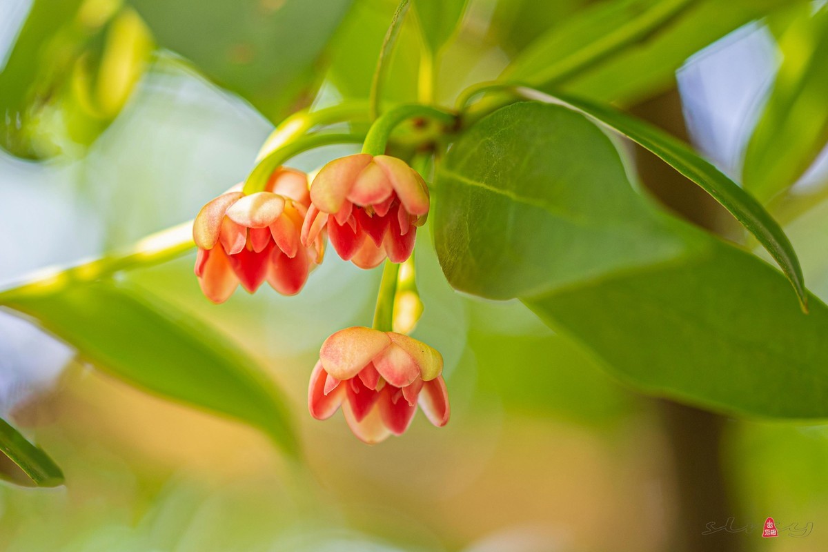 珍稀名木——孩儿莲（二）