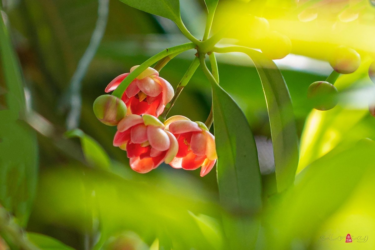 珍稀名木——孩儿莲（二）