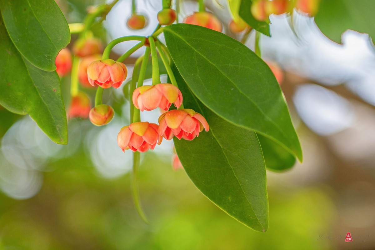 珍稀名木——孩儿莲（二）