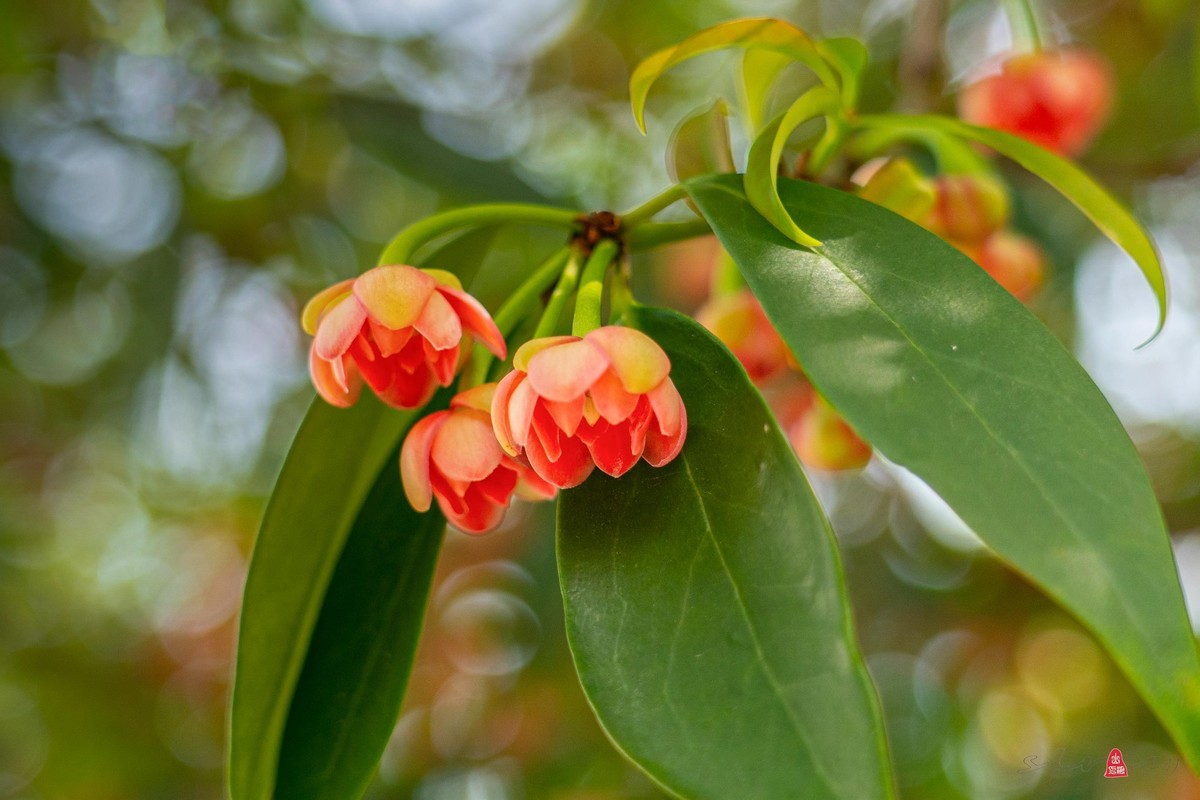 珍稀名木——孩儿莲（二）