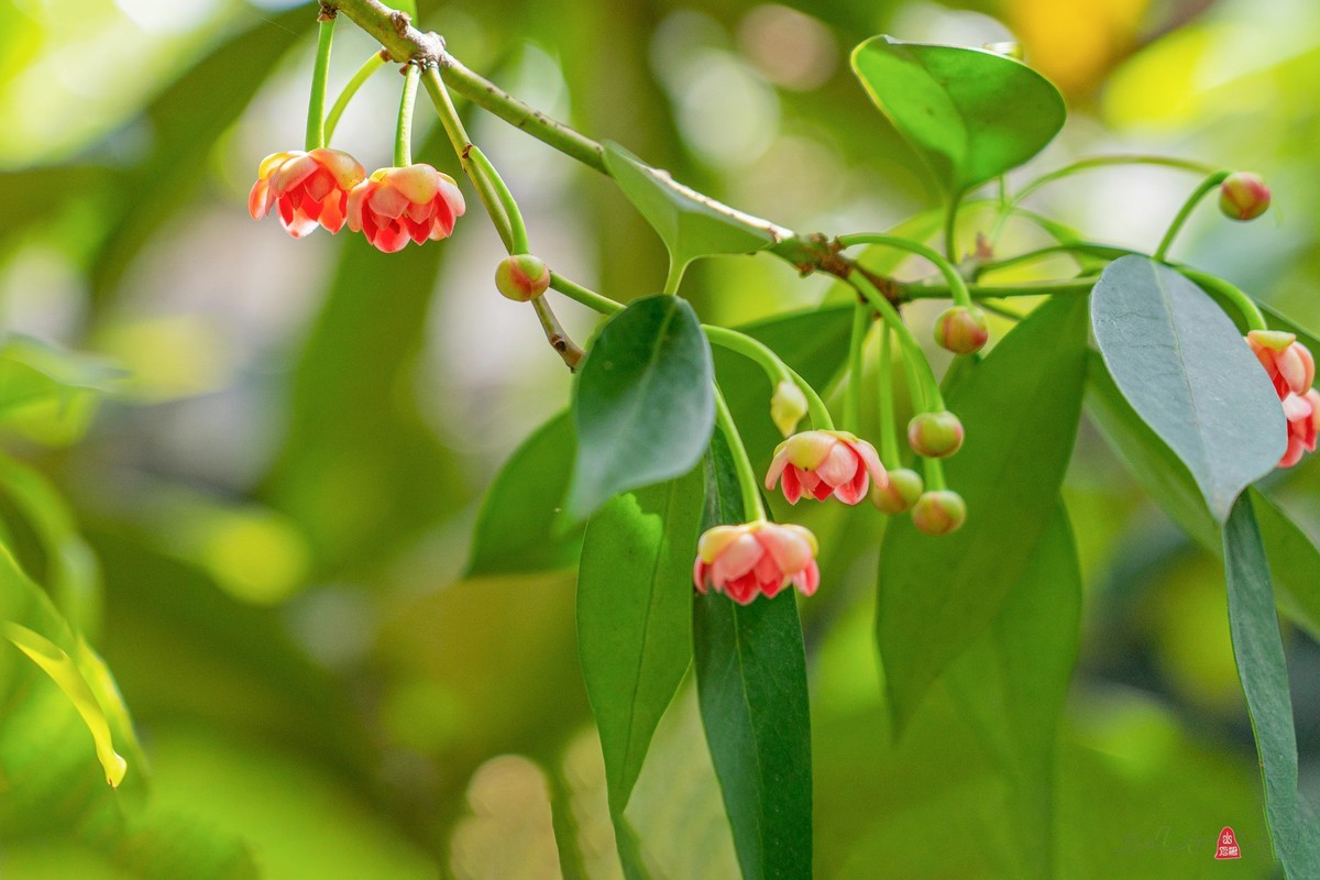 珍稀名木——孩儿莲（二）