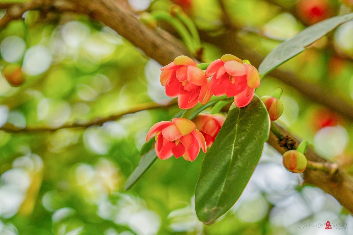 珍稀名木——孩儿莲（二）