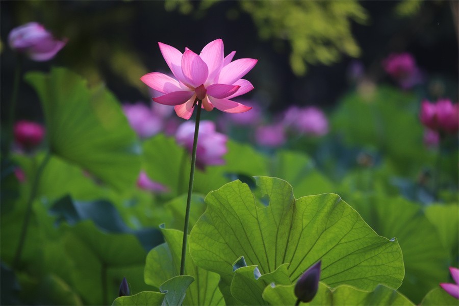 荷花映佳丽影友百姓入画来