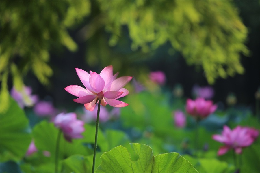 荷花映佳丽影友百姓入画来