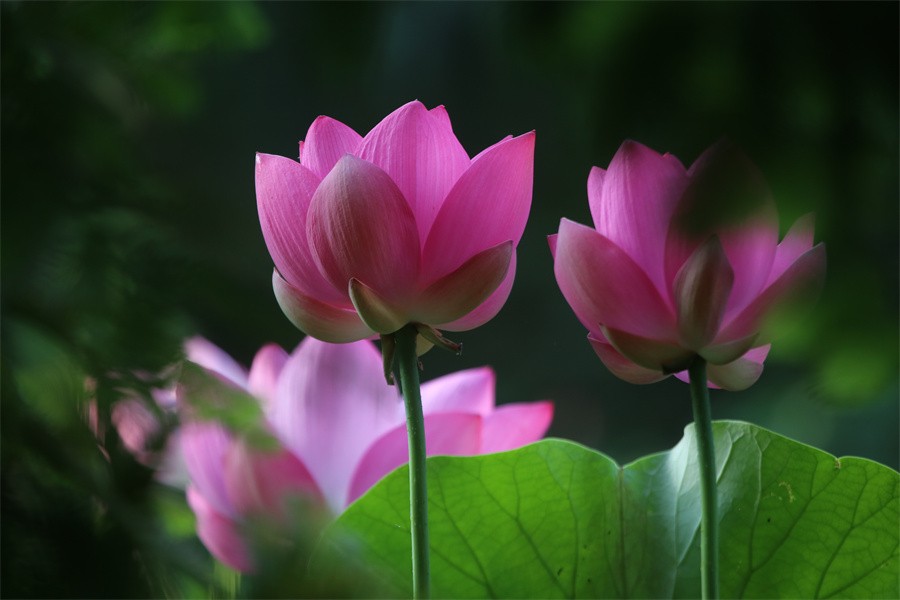 荷花映佳丽影友百姓入画来