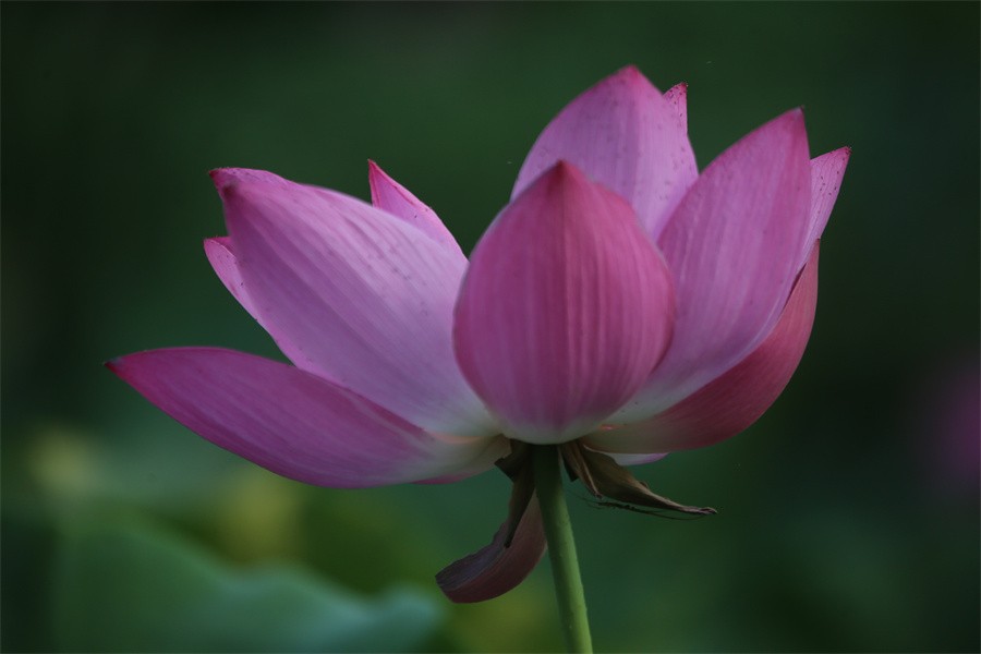 荷花映佳丽影友百姓入画来