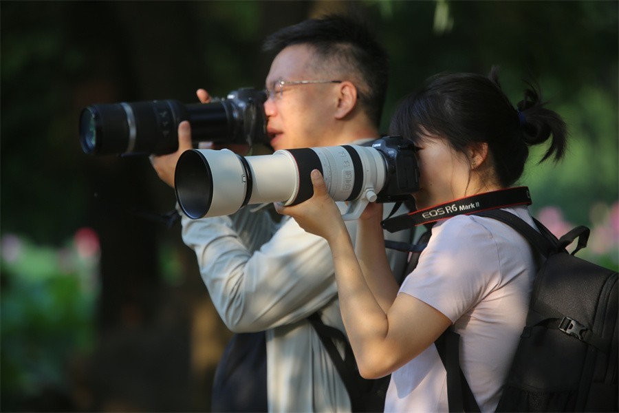 荷花映佳丽影友百姓入画来