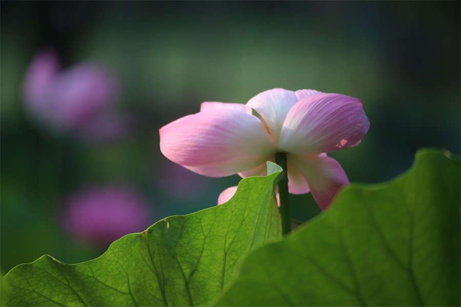 荷花映佳丽影友百姓入画来