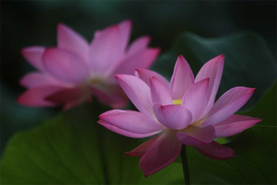 荷花映佳丽影友百姓入画来