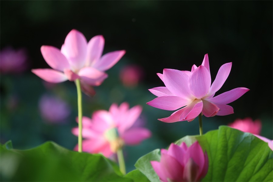 荷花映佳丽影友百姓入画来