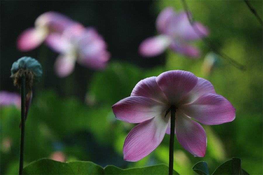 荷花映佳丽影友百姓入画来