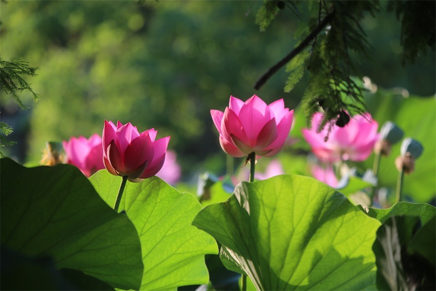 荷花映佳丽影友百姓入画来