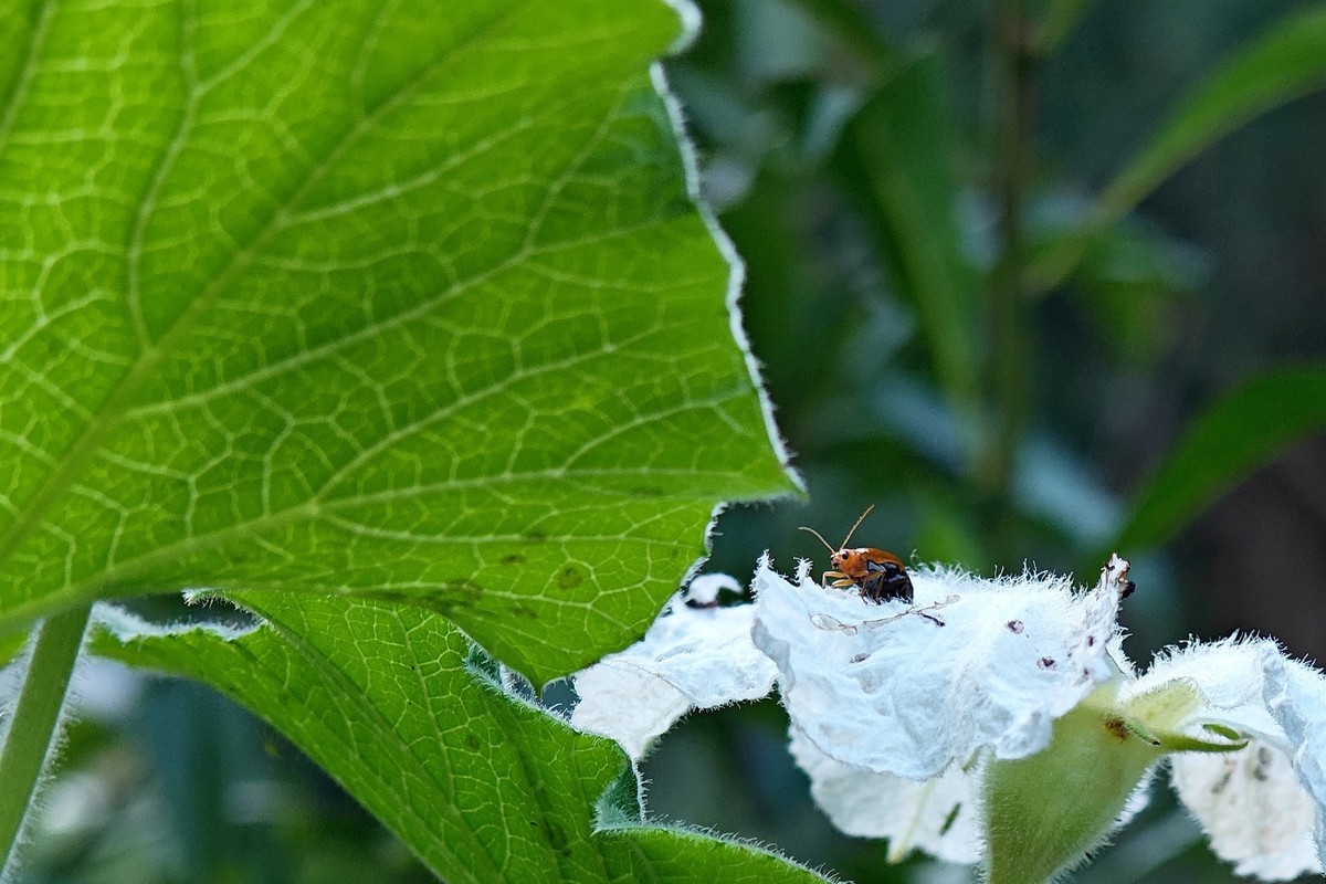 蔚来手机随拍之十一