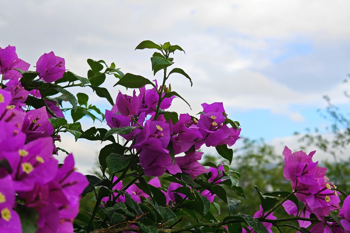 蔚来手机随拍之十一