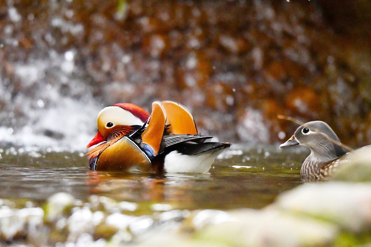 酷暑难耐 鸳鸯戏水