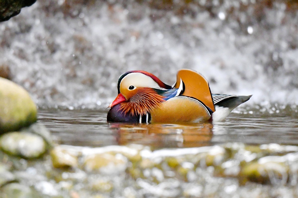 酷暑难耐 鸳鸯戏水